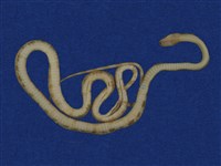 白梅花蛇藏品圖，第8張